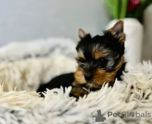 Zdjęcie №2 do zapowiedźy № 75930 na sprzedaż  yorkshire terrier - wkupić się Portugalia prywatne ogłoszenie