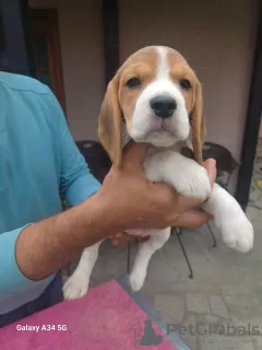 Zdjęcie №3. Beagle szczenięta na sprzedaż. Serbia