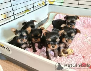 Zdjęcie №1. yorkshire terrier - na sprzedaż w Regensburg | 837zł | Zapowiedź №82788