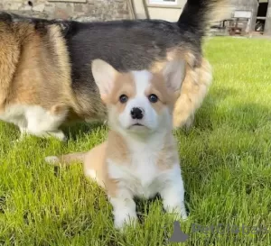 Zdjęcie №1. welsh corgi - na sprzedaż w Kharkove | Bezpłatny | Zapowiedź №62805