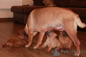 Dodatkowe zdjęcia: Szczenięta Shar Pei