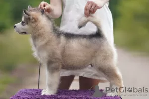 Zdjęcie №4. Sprzedam alaskan malamute w Witebsk. prywatne ogłoszenie - cena - negocjowane