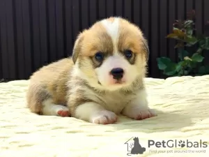 Zdjęcie №3. szczenięta welsh corgi pembroke. Federacja Rosyjska