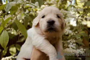 Zdjęcie №3. szczenięta golden retrievera. Federacja Rosyjska