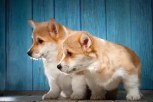 Dodatkowe zdjęcia: Welsh Corgi Pembroke