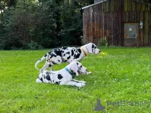 Zdjęcie №1. dandie dinmont terrier - na sprzedaż w Berlin | Bezpłatny | Zapowiedź №126746