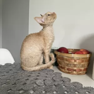 Zdjęcie №3. Devon Rex Cynamon. Polska