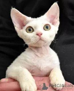 Zdjęcie №2 do zapowiedźy № 88500 na sprzedaż  devon rex - wkupić się Austria prywatne ogłoszenie