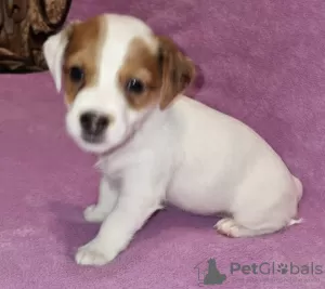 Zdjęcie №2 do zapowiedźy № 129661 na sprzedaż  jack russell terrier - wkupić się Federacja Rosyjska prywatne ogłoszenie