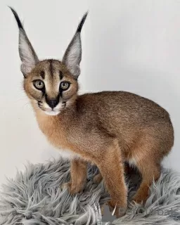 Zdjęcie №1. caracal - na sprzedaż w Kuwait City | negocjowane | Zapowiedź № 132248