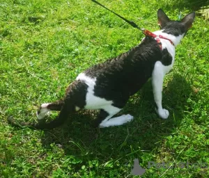 Zdjęcie №3. Krycie Cornish Rex w Federacja Rosyjska. Zapowiedź № 8312