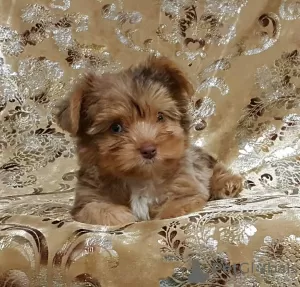 Zdjęcie №1. yorkshire terrier - na sprzedaż w Rock Island | 1386zł | Zapowiedź №39675