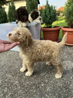 Zdjęcie №3. Lagotto Romagnolo szczenięta. Serbia