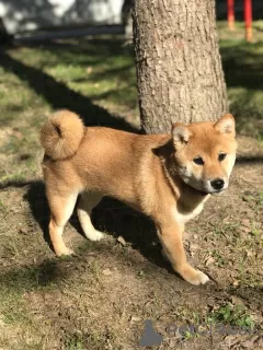 Dodatkowe zdjęcia: SZCZENIĘTA SHIBA INU RKF