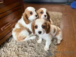 Zdjęcie №1. cavalier king charles spaniel - na sprzedaż w Auckland | 2093zł | Zapowiedź №57006