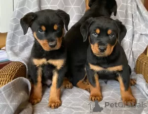 Zdjęcie №1. rottweiler - na sprzedaż w Jena | 1355zł | Zapowiedź №12044