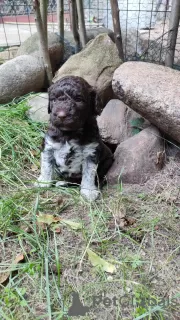 Zdjęcie №2 do zapowiedźy № 71193 na sprzedaż  lagotto romagnolo - wkupić się Polska hodowca