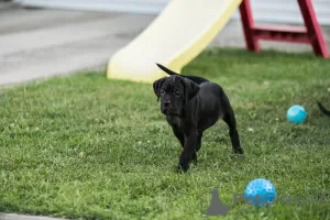 Dodatkowe zdjęcia: Cane Corso szczeniaki