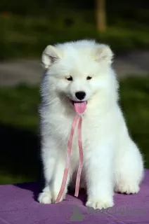 Dodatkowe zdjęcia: Sprzedam szczenięta rasy Samoyed