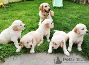 Zdjęcie №1. golden retriever - na sprzedaż w Mexico | 1910zł | Zapowiedź №12075