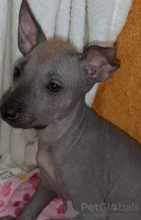 Dodatkowe zdjęcia: Xoloitzcuintle Puppy