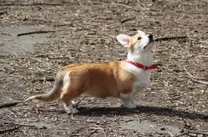 Dodatkowe zdjęcia: Dziewczyna Welsh Corgi Pembroke