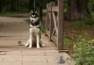 Dodatkowe zdjęcia: Szczenięta husky syberyjskie