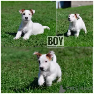 Zdjęcie №2 do zapowiedźy № 19505 na sprzedaż  jack russell terrier - wkupić się Białoruś od żłobka