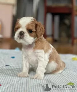 Zdjęcie №3. King Charles Spaniel. Ukraina