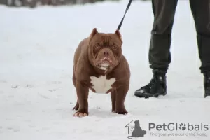 Zdjęcie №1. american bully - na sprzedaż w Witebsk | 5441zł | Zapowiedź №82232