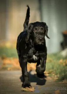 Zdjęcie №3. Labradoodle. Federacja Rosyjska