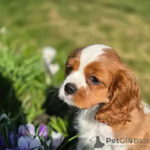 Zdjęcie №2 do zapowiedźy № 99131 na sprzedaż  cavalier king charles spaniel - wkupić się Norwegia prywatne ogłoszenie