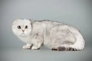 Zdjęcie №1. scottish fold - na sprzedaż w Veliky Novgorod | Negocjowane | Zapowiedź № 1429