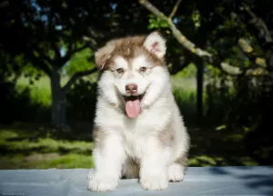 Dodatkowe zdjęcia: Kolorowe szczenięta Alaskan Malamute