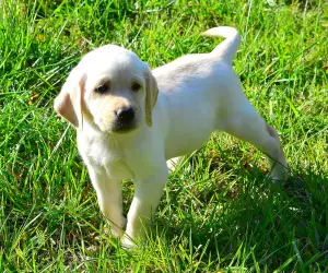 Zdjęcie №3. Szczenięta Labrador Retriever. Ukraina