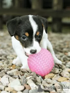 Zdjęcie №4. Sprzedam jack russell terrier w Гамбург. prywatne ogłoszenie - cena - 1130zł