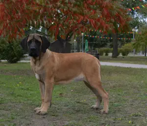 Dodatkowe zdjęcia: Szczenięta rasy Mastiff Angielski