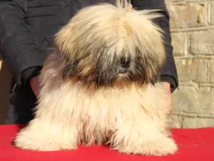 Zdjęcie №3. Obiecujące dziecko Lhasa Apso. Ukraina