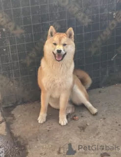 Zdjęcie №3. Shiba inu szczenięta. Serbia