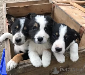 Zdjęcie №2 do zapowiedźy № 11594 na sprzedaż  border collie - wkupić się Łotwa prywatne ogłoszenie