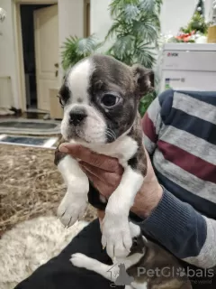 Dodatkowe zdjęcia: Szczenięta Boston Terrier