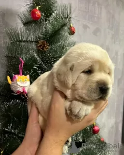 Zdjęcie №1. labrador retriever - na sprzedaż w Jekaterynburg | 4952zł | Zapowiedź №91925