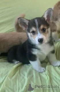 Zdjęcie №2 do zapowiedźy № 23730 na sprzedaż  welsh corgi - wkupić się Niemcy 