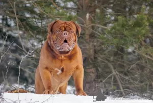 Zdjęcie №2. Usługi krycia dog z bordeaux. Cena - negocjowane