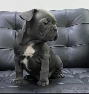 Zdjęcie №3. Französische Bulldogge Welpen super. Niemcy