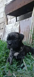 Zdjęcie №1. cane corso - na sprzedaż w Tyraspol | 1386zł | Zapowiedź №56193