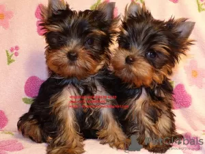 Zdjęcie №1. yorkshire terrier - na sprzedaż w Tel Awiw | 2093zł | Zapowiedź №82896