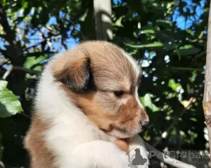 Zdjęcie №3. Sprzedaję 2 chłopców sheltie. Federacja Rosyjska