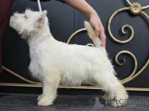 Dodatkowe zdjęcia: szczeniak west highland white terrier z Interchampiona