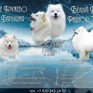 Zdjęcie №1. samojed (rasa psa) - na sprzedaż w Teikowo | 1513zł | Zapowiedź №3175